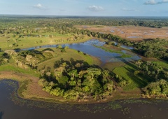 Tropski gozdovi ne uspejo porabiti vsega ogljika, ki ga izpuščamo v ozračje