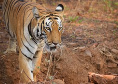 V Nepalu tiger opažen na 2500 metrih nadmorske višine