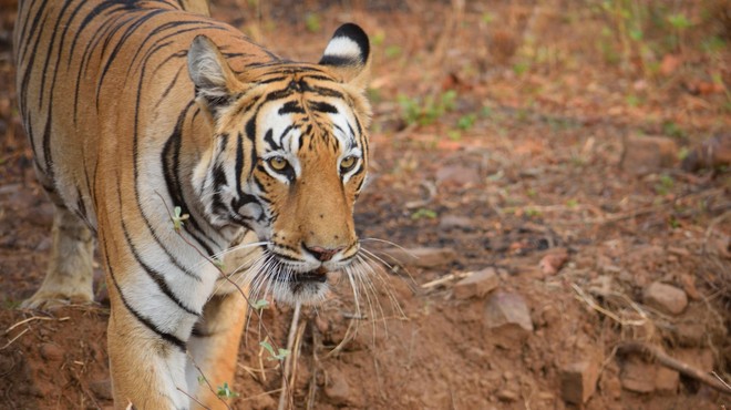 V Nepalu tiger opažen na 2500 metrih nadmorske višine (foto: Profimedia)