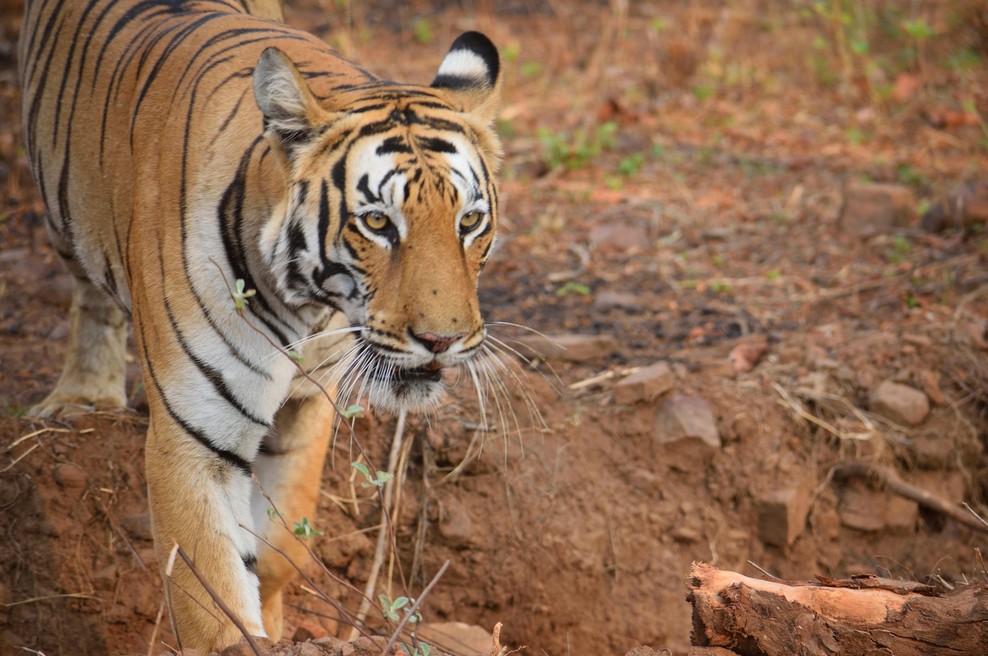 V Nepalu tiger opažen na 2500 metrih nadmorske višine (foto: Profimedia)