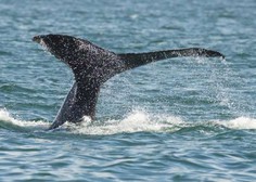 V Dalmaciji blizu Šibenika so v morju opazili več kitov