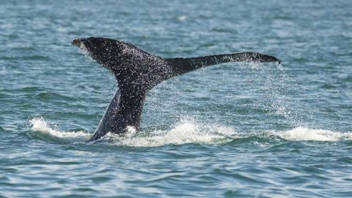 V Dalmaciji blizu Šibenika so v morju opazili več kitov