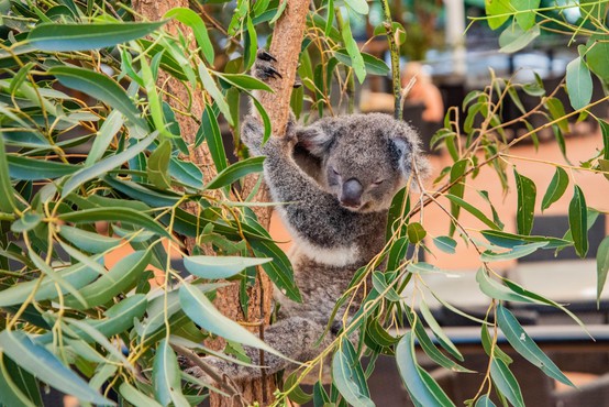 V požaru poškodovano koalo že odpustili iz avstralske bolnišnice