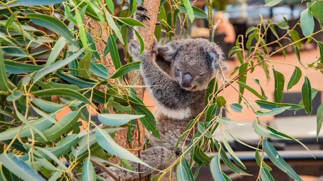 V požaru poškodovano koalo že odpustili iz avstralske bolnišnice (foto: Profimedia)