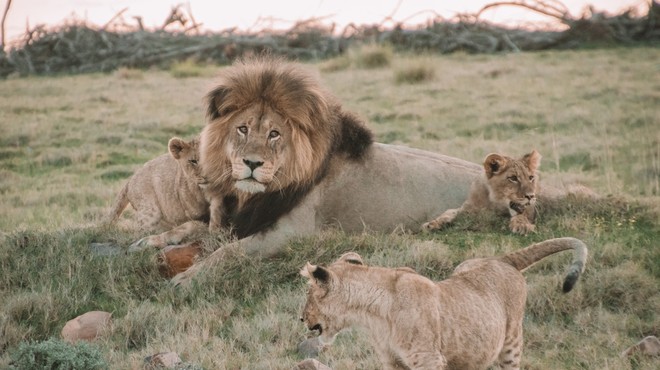 To so najimenitnejši prizori živali v divjini, ki jih lahko spremljate (skoraj) v živo (foto: Unsplash)