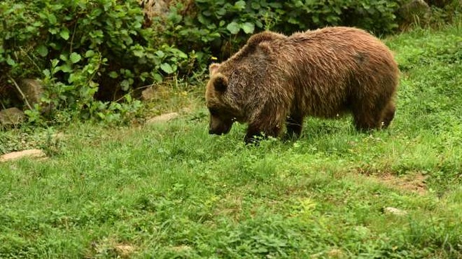 V italijanskih Alpah se je v past ujel pobegli medved slovenskega porekla (foto: Tamino Petelinšek/STA)
