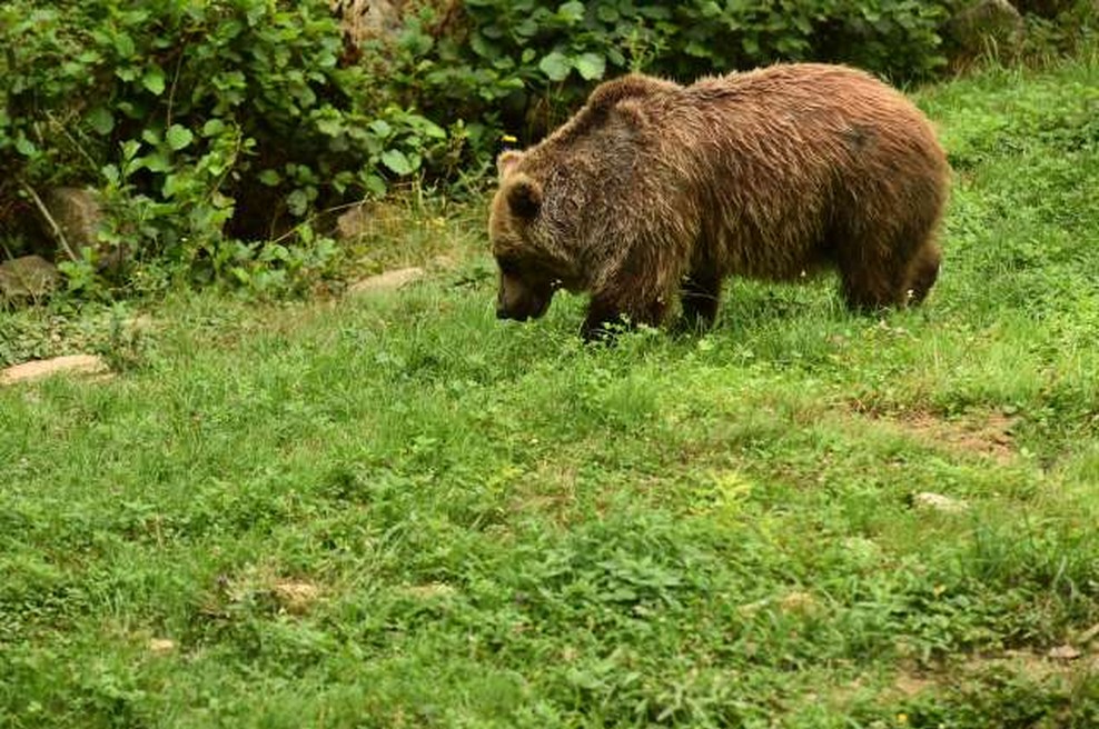V italijanskih Alpah se je v past ujel pobegli medved slovenskega porekla (foto: Tamino Petelinšek/STA)