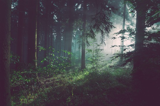 Zakaj je dobro s sprehodi v gozdu nadaljevati tudi po koncu pandemije (piše Petra W.)