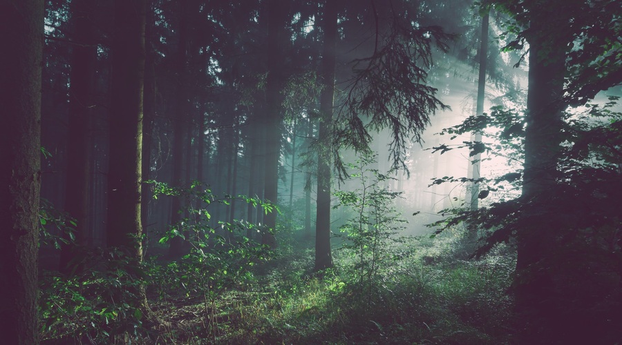 Zakaj je dobro s sprehodi v gozdu nadaljevati tudi po koncu pandemije (piše Petra W.) (foto: unsplash.com)