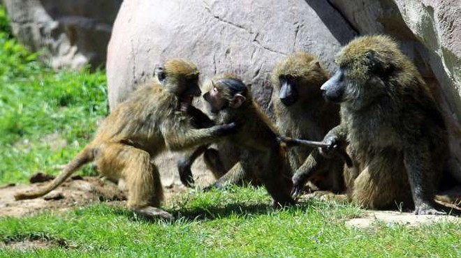 Opice po okužbi in cepljenju razvile odpornost na koronavirus (foto: Xinhua/STA)