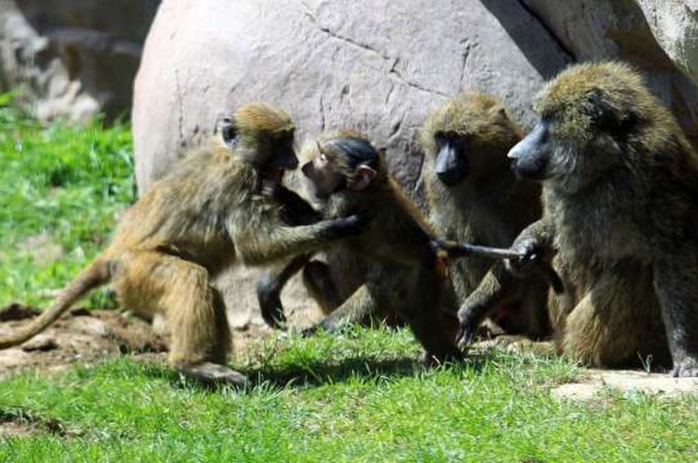 Opice po okužbi in cepljenju razvile odpornost na koronavirus (foto: Xinhua/STA)