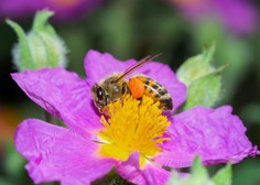 Albanske čebele ob koronavirusu oživele in obetajo bogato letino