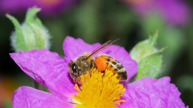 Albanske čebele ob koronavirusu oživele in obetajo bogato letino (foto: profimedia)