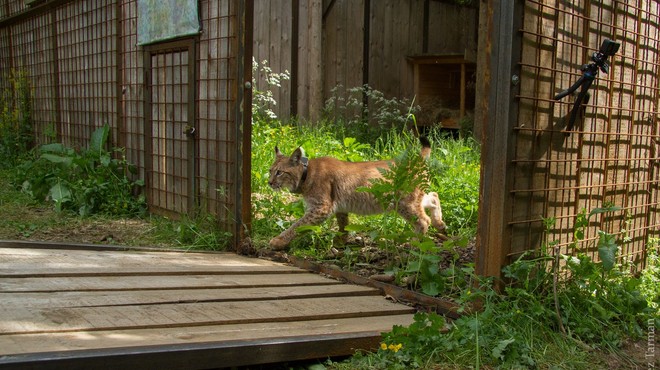 Na območju Loškega Potoka izpustili še enega risa (foto: Life Lynx)