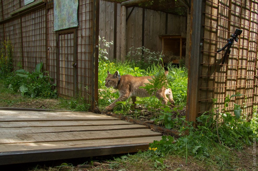 Na območju Loškega Potoka izpustili še enega risa (foto: Life Lynx)