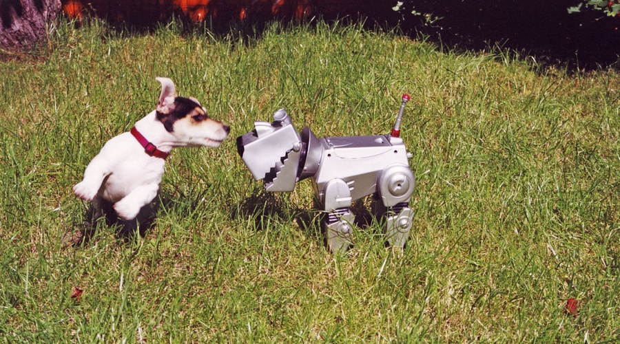 V tajski prestolnici robotski pes deli razkužilo za roke (foto: Profimedia)