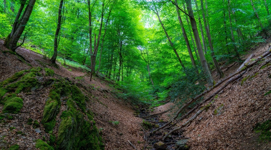 Pomori v gozdovih se nadaljujejo, opozarjajo v društvu AniMa (foto: profimedia)