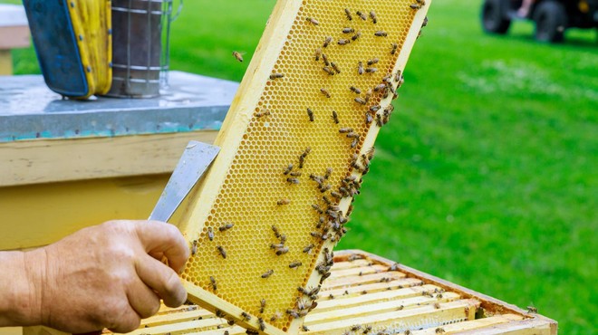 Na Hrvaškem razglasili naravno katastrofo zaradi množičnega pomora čebel (foto: Profimedia)