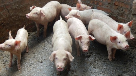 Novi virus pri prašičih bi lahko predstavljal nevarnost za ljudi