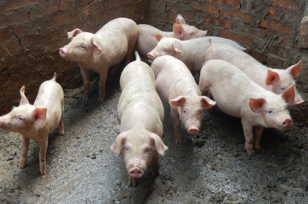 Novi virus pri prašičih bi lahko predstavljal nevarnost za ljudi (foto: profimedia)