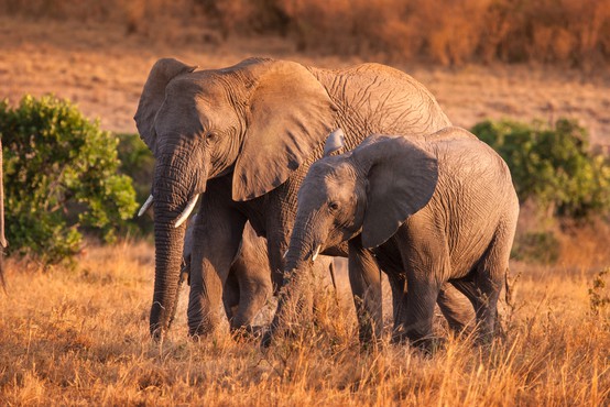 Več sto slonov v Bocvani skrivnostno poginilo