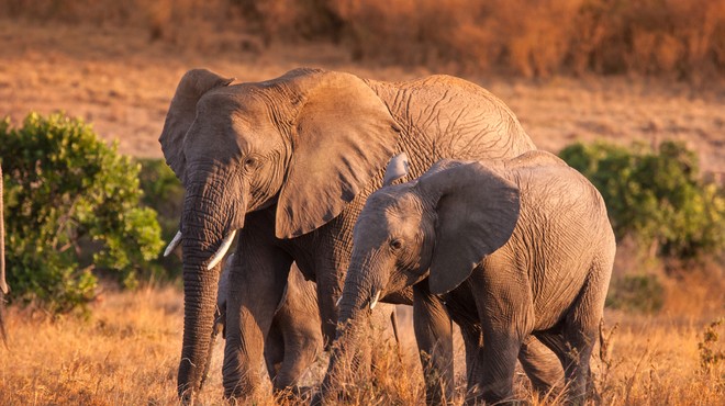 Več sto slonov v Bocvani skrivnostno poginilo (foto: Shutterstock)