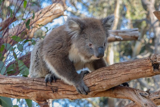 Koale v Avstraliji hudo ogrožene, v nekaterih delih države jim v 30 letih grozi izumrtje
