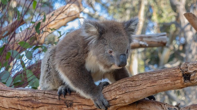Koale v Avstraliji hudo ogrožene, v nekaterih delih države jim v 30 letih grozi izumrtje (foto: profimedia)