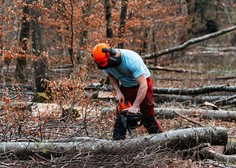 Pretirana sečnja gozdov v EU lahko vpliva na načrte boja proti podnebnim spremembam