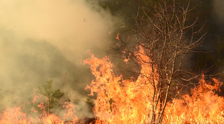 V arktičnem delu Sibirije rekordno vroč junij (foto: Shutterstock)