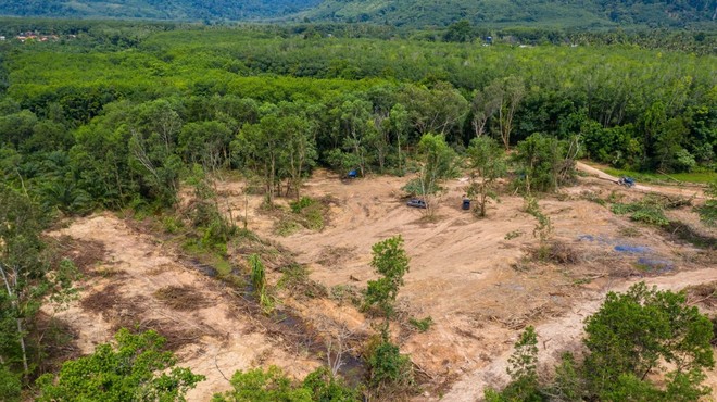 Amazonski pragozd v Braziliji pospešeno izginja v plamenih (foto: profimedia)
