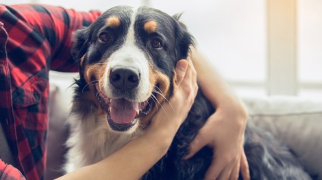 Znanstveniki trdijo: Eno leto življenja psa NI enako sedem človeških let!