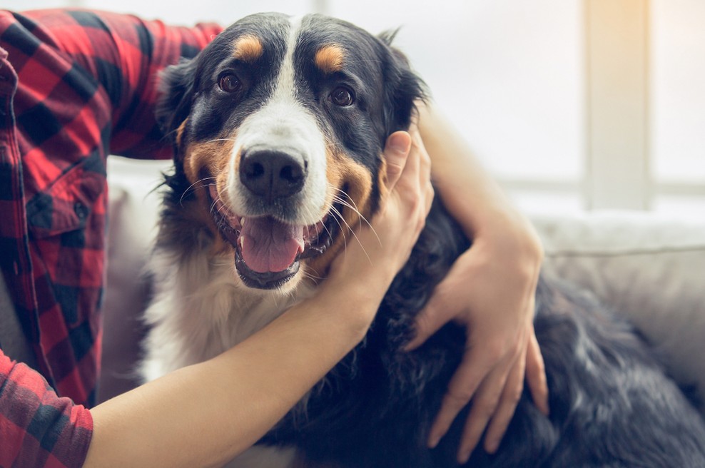 Znanstveniki trdijo: Eno leto življenja psa NI enako sedem človeških let! (foto: Shutterstock)