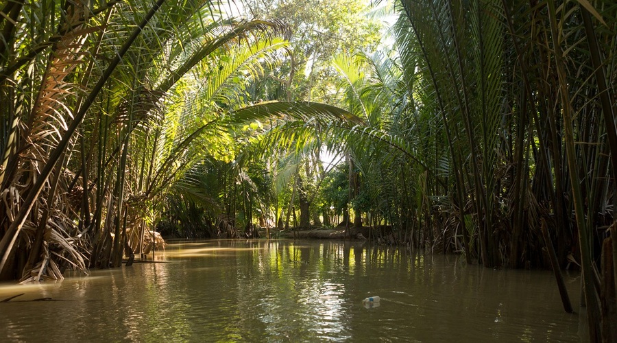 Znanstveniki odkrili nove živalske in rastlinske vrste v divjini ob reki Mekong (foto: profimedia)