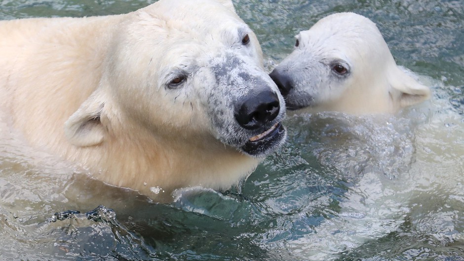 
                            Zaradi podnebnih sprememb bodo severni medvedi izumrli do leta 2100 (foto: Profimedia)