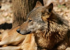 V Nemčiji prvič prisoten volk iz Slovenije in Hrvaške