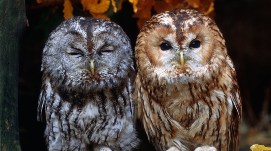 Mednarodni dan ozaveščanja o sovah v ZOO Ljubljana (foto: profimedia)