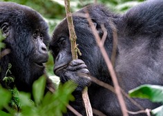 V Ugandi zaporna kazen krivolovcu, ki je umoril gorilo Rafiki