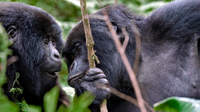 V Ugandi zaporna kazen krivolovcu, ki je umoril gorilo Rafiki (foto: profimedia)