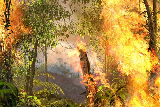 Kljub vladni prepovedi požigov je amazonski gozd znova v plamenih