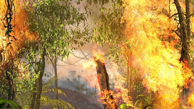 Kljub vladni prepovedi požigov je amazonski gozd znova v plamenih (foto: profimedia)