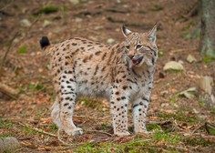 V okviru programa Life Lynx si je populacija risov na Slovenskem že nekoliko opomogla