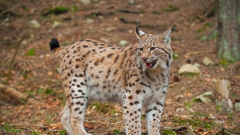 V okviru programa Life Lynx si je populacija risov na Slovenskem že nekoliko opomogla