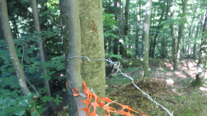 Policisti ovadili 50-letnega Rušana, ki naj bi čez gozdno pot napel plastično mrežo in bodečo žico (foto: PP Ruše)