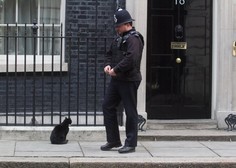 Palmerston, priljubljeni maček z britanskega zunanjega ministrstva, napovedal upokojitev