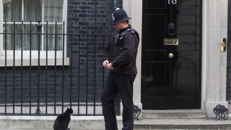 Palmerston, priljubljeni maček z britanskega zunanjega ministrstva, napovedal upokojitev
