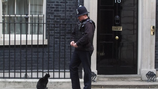 
                            Palmerston, priljubljeni maček z britanskega zunanjega ministrstva, napovedal upokojitev (foto: profimedia)