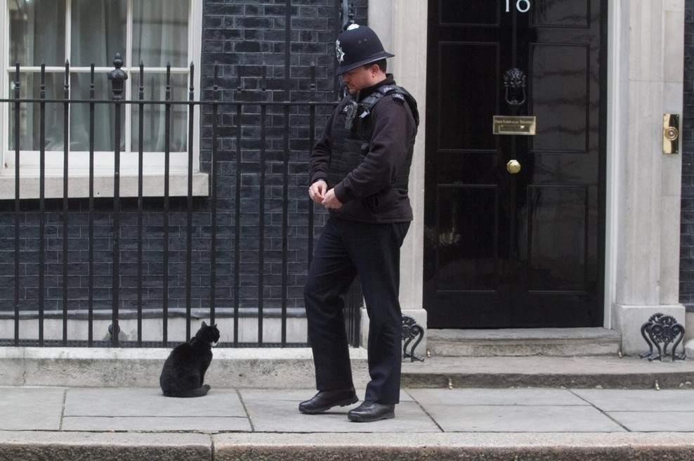 Palmerston, priljubljeni maček z britanskega zunanjega ministrstva, napovedal upokojitev (foto: profimedia)