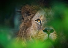 Ljubljanski živalski vrt se je pridružil praznovanju svetovnega dneva levov
