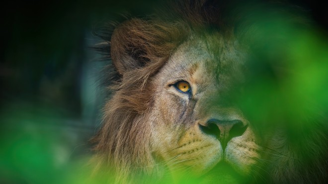 Ljubljanski živalski vrt se je pridružil praznovanju svetovnega dneva levov (foto: profimedia)